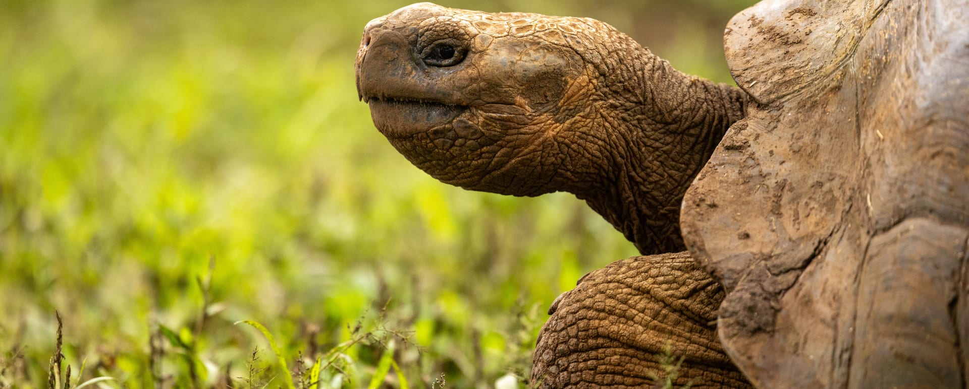 Tortoise 