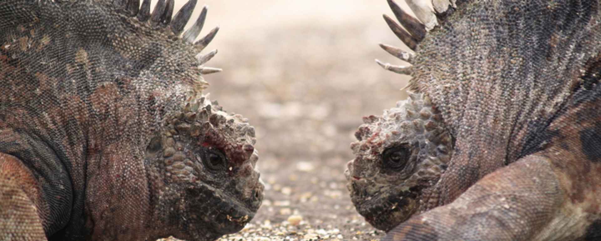 Galapagos iguanas - Finch Bay Hotel