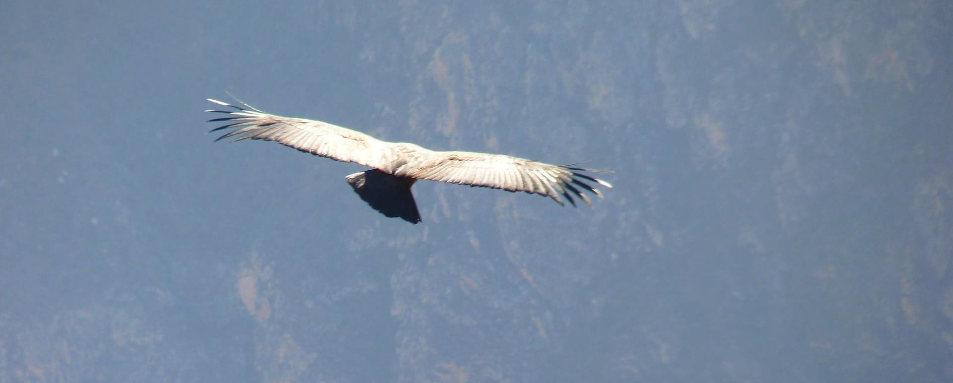 Birding at Hacienda Zuleta