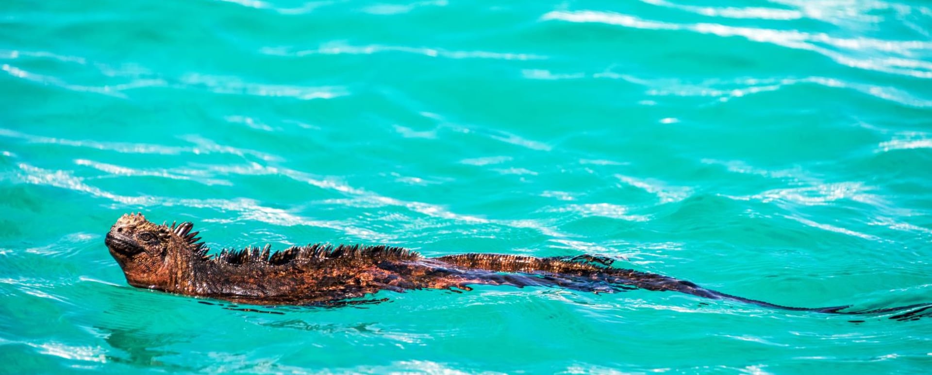Ecuador and Galapagos with Kids 