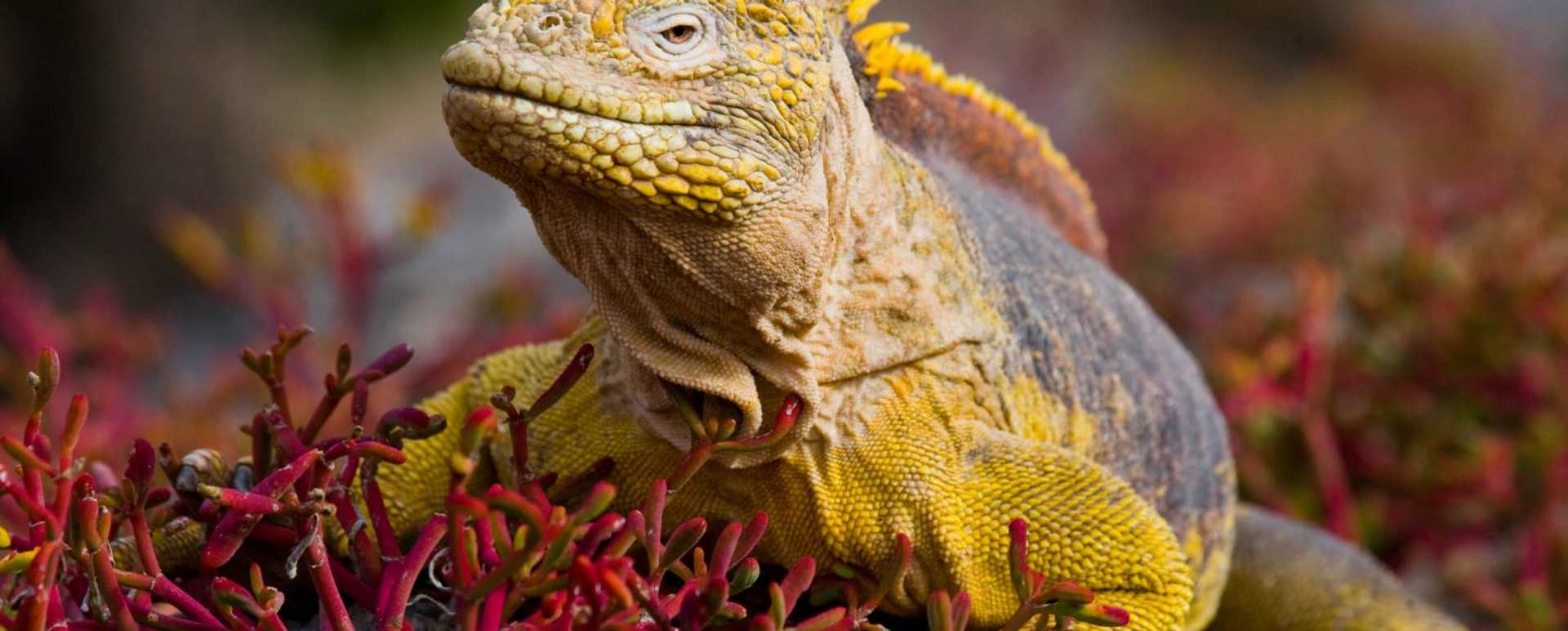 Ecuador and Galapagos with Kids 