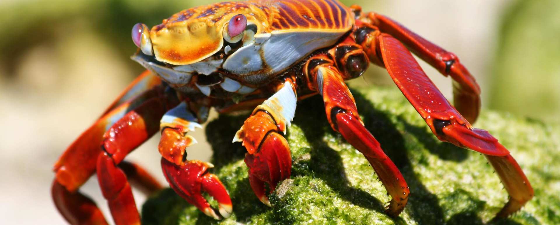 Sally Lightfoot Crab - Natural Wonders of Ecuador 
