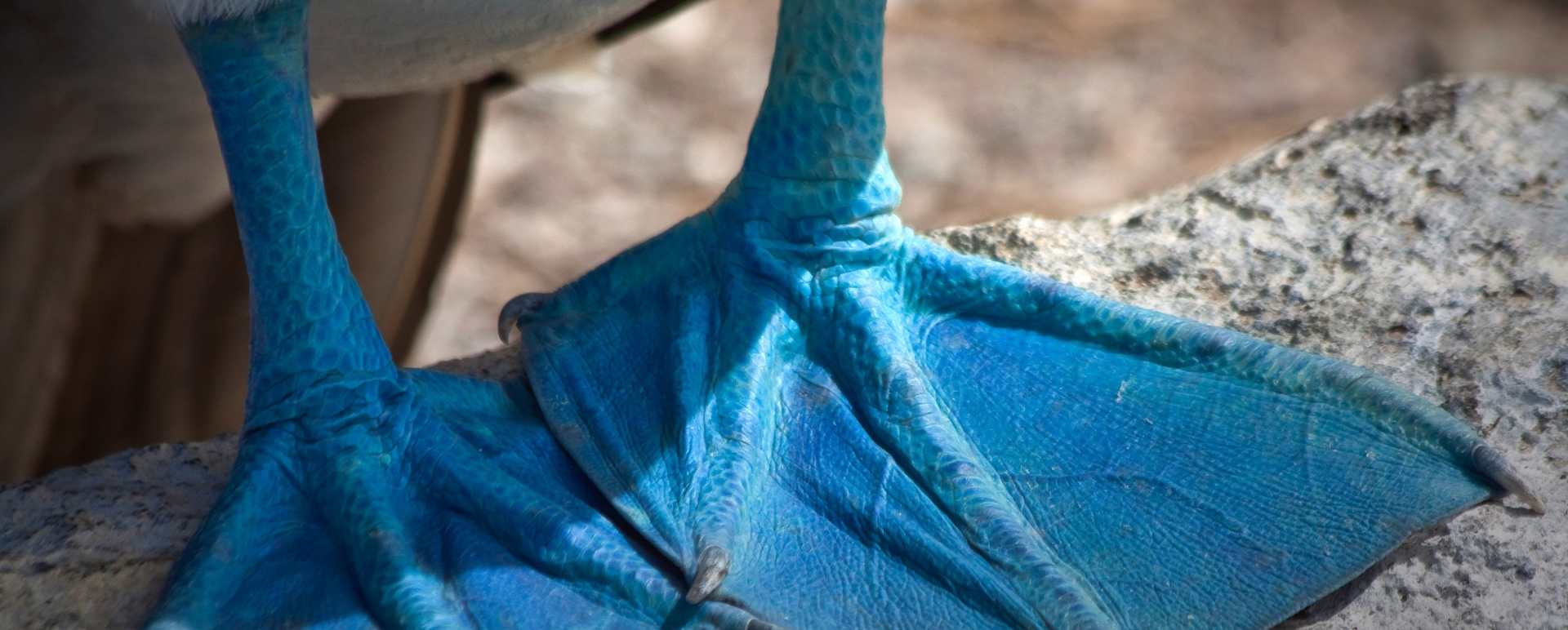 Blue footed Booby - Ecuador and Galapagos Honeymoon