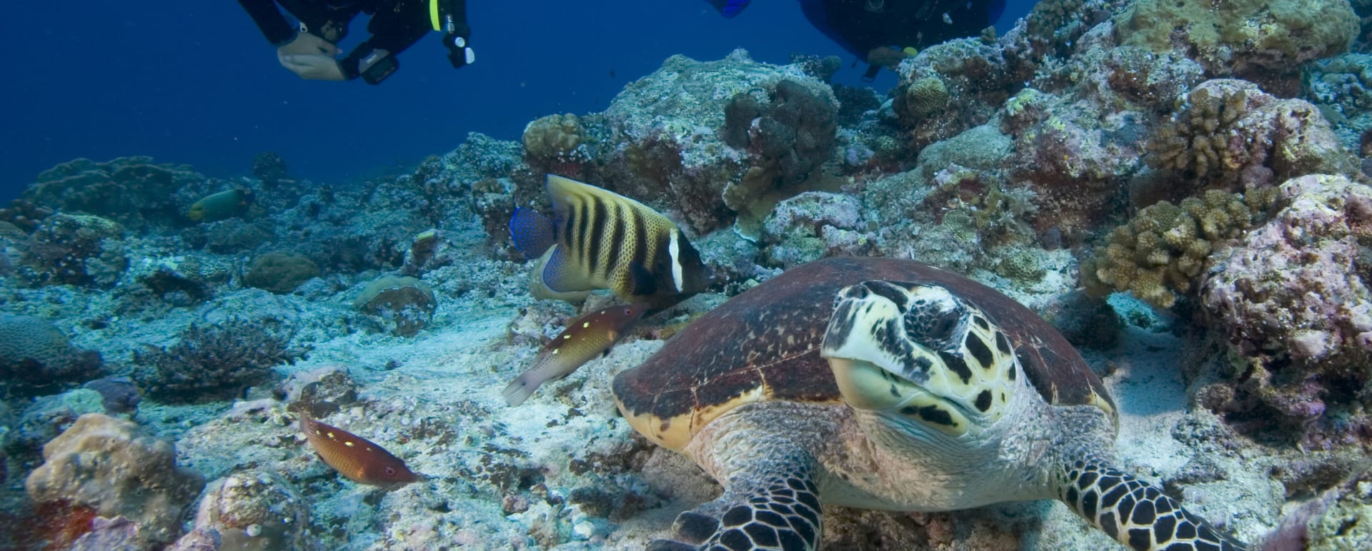 Underwater diving 