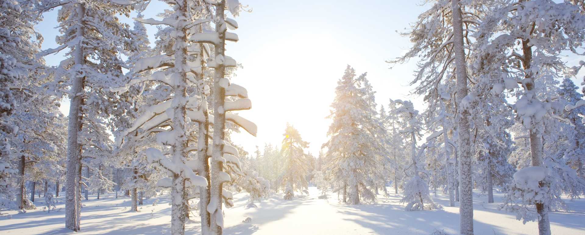 Forest - Arctic Treehouse Hotel
