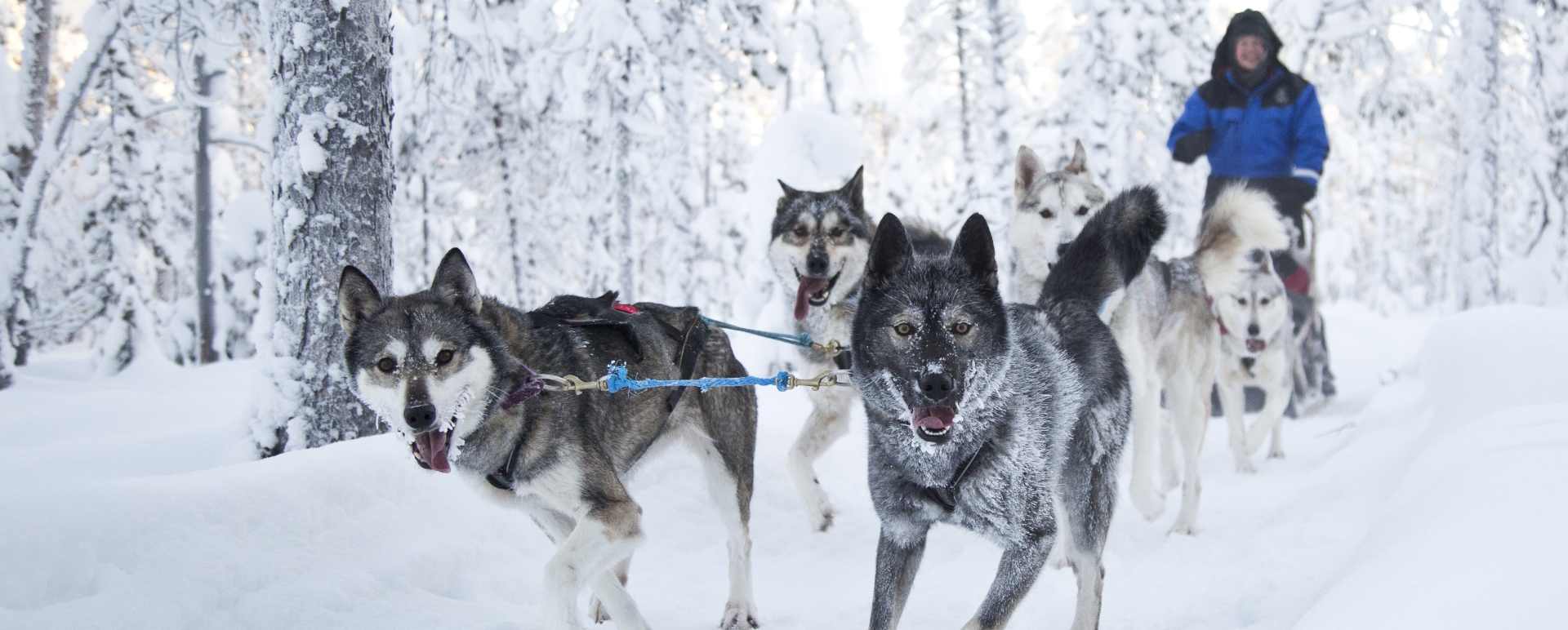 Husky sledding