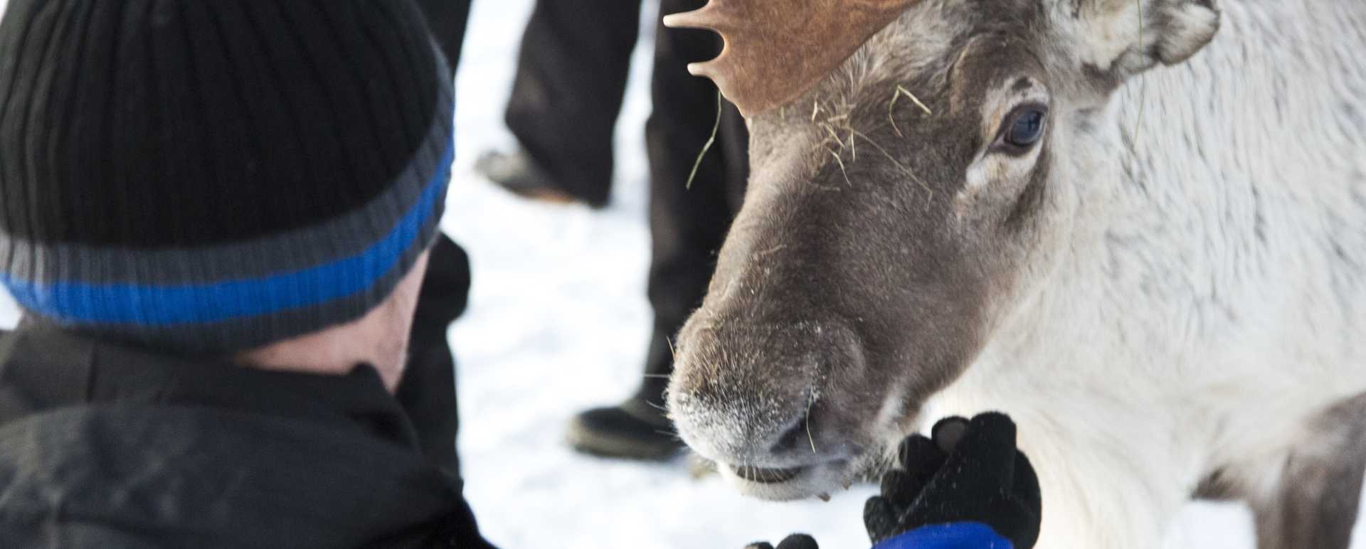 Reindeer
