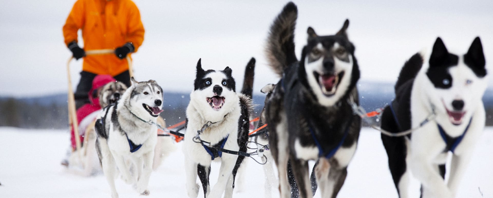 Husky Sledding at Octola