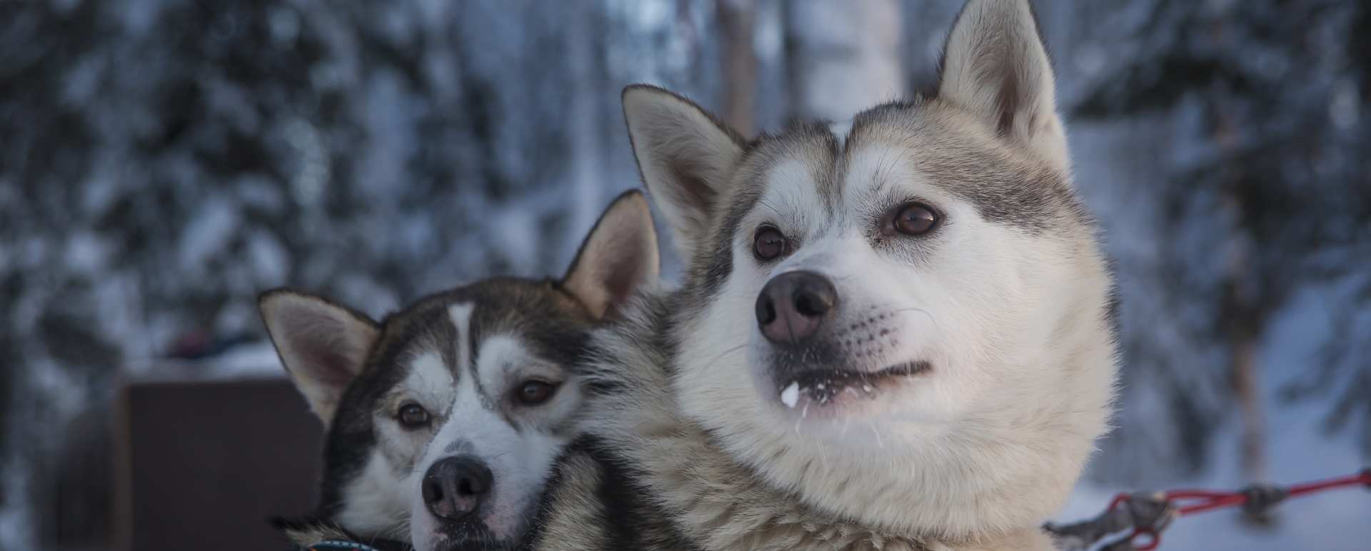 Huskies - Simply Finnish Lapland