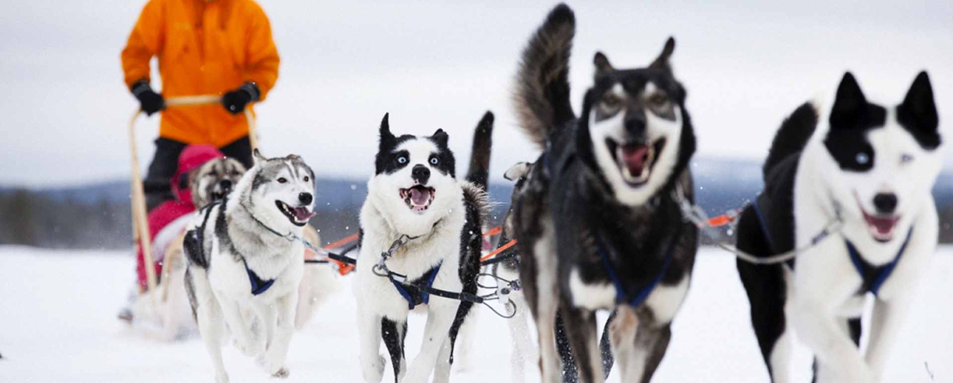 Husky sledding - Simply Finnish Lapland