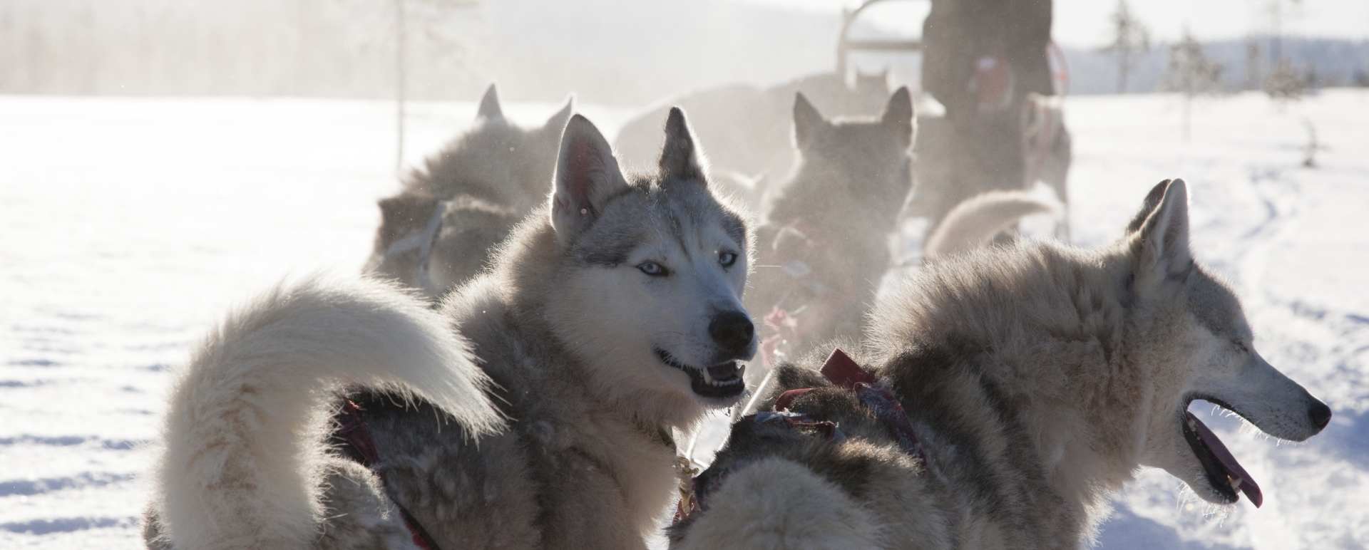 Huskies - Simply Finnish Lapland