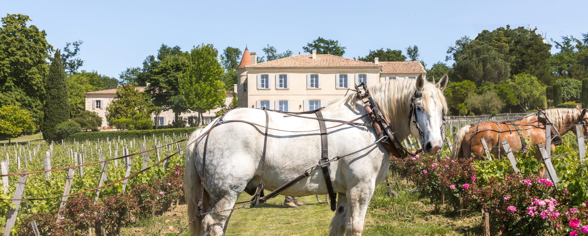 Horses 