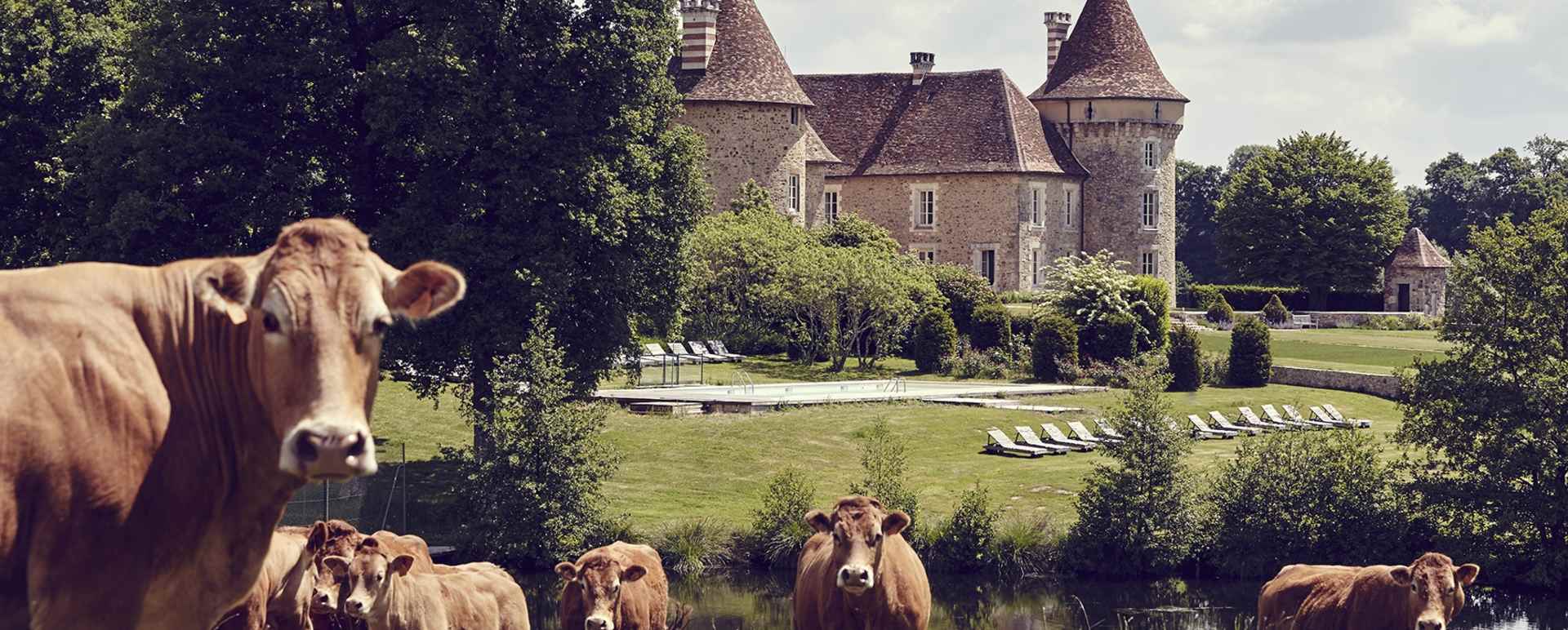 Cattle