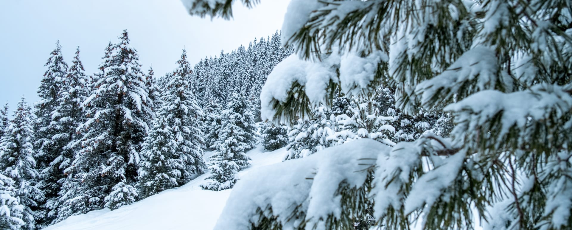 Snowy trees 