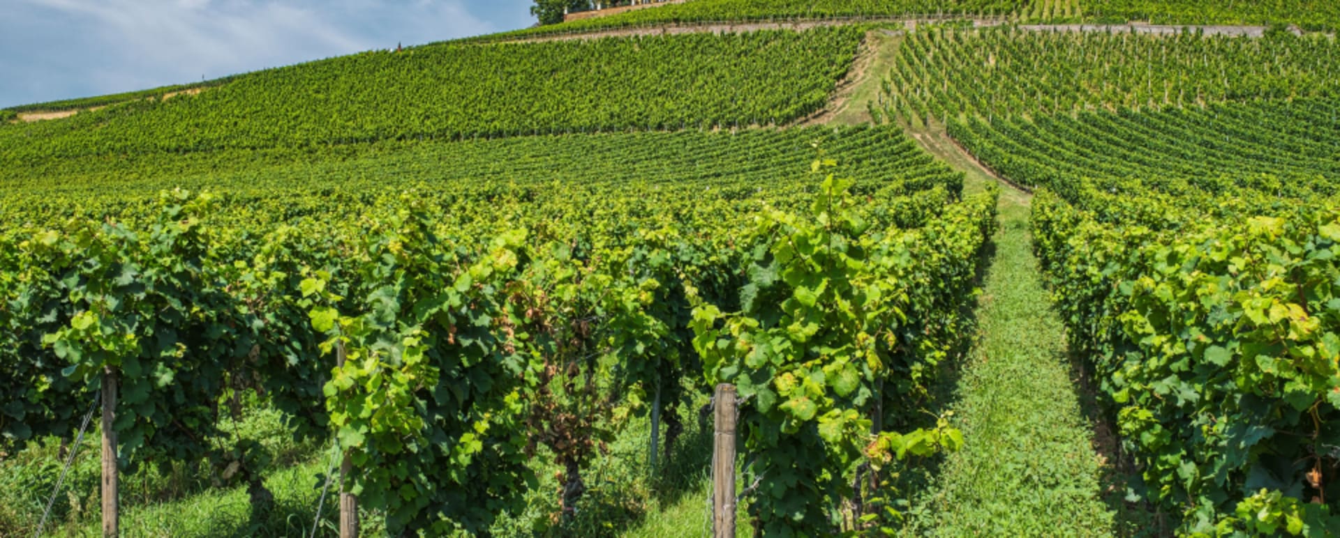 Visit Schloss Johannisberg and Wine Tasting