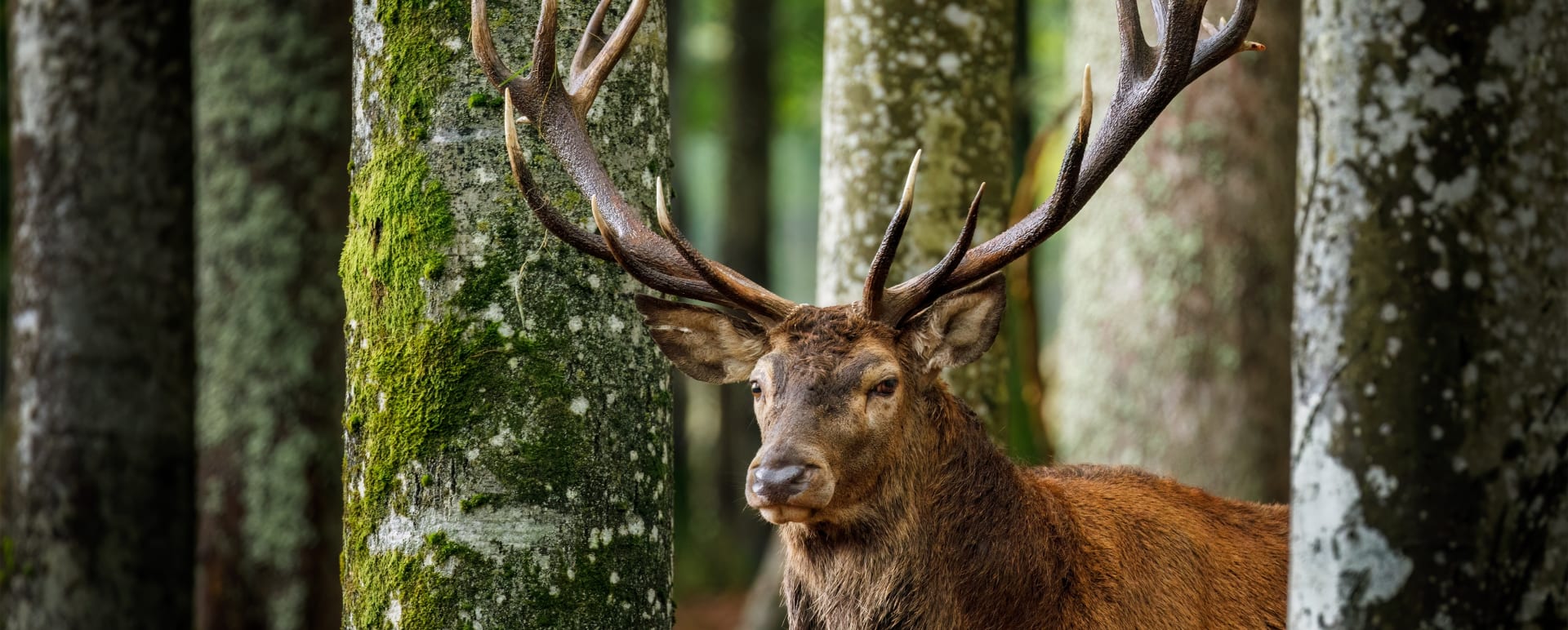 Bavarian forest  