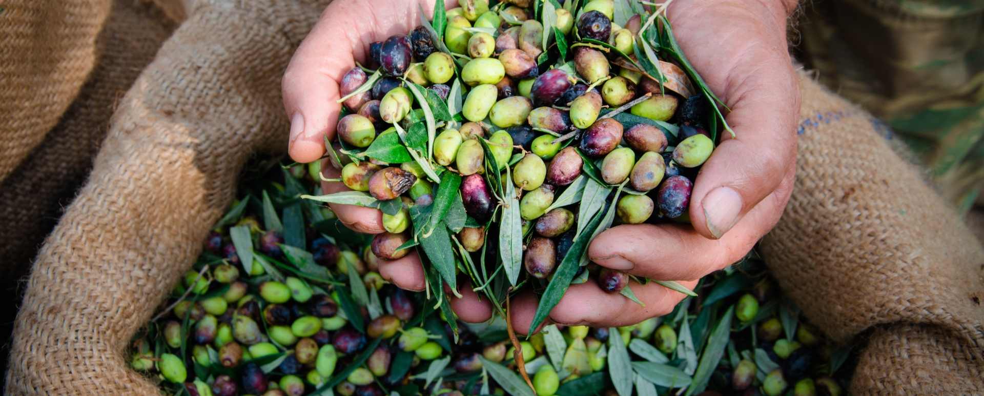 Olives - Gourmet Greece