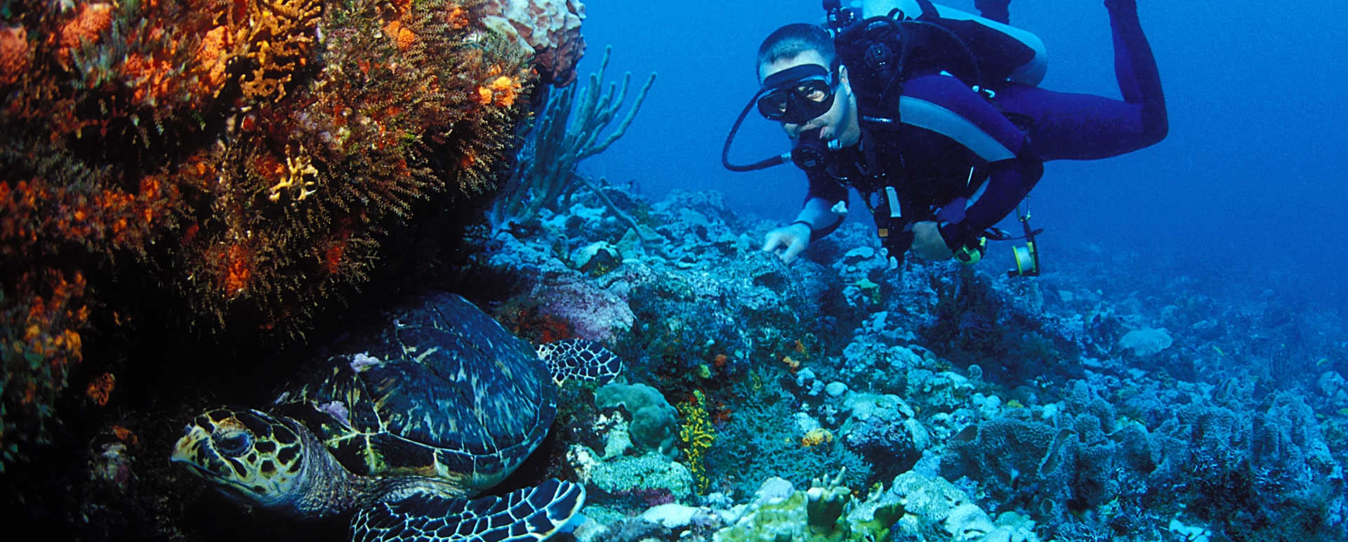 Diving in the Caribbean