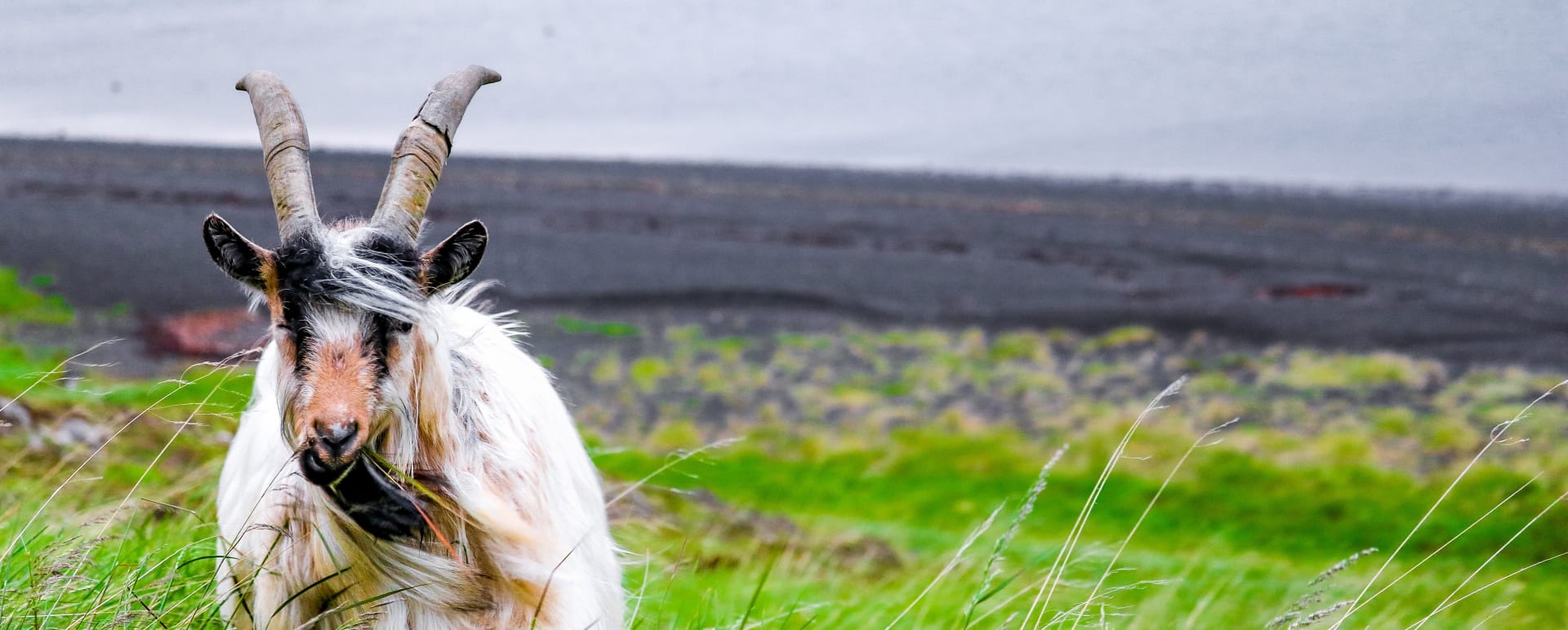 Haafell Goat Farm Visit