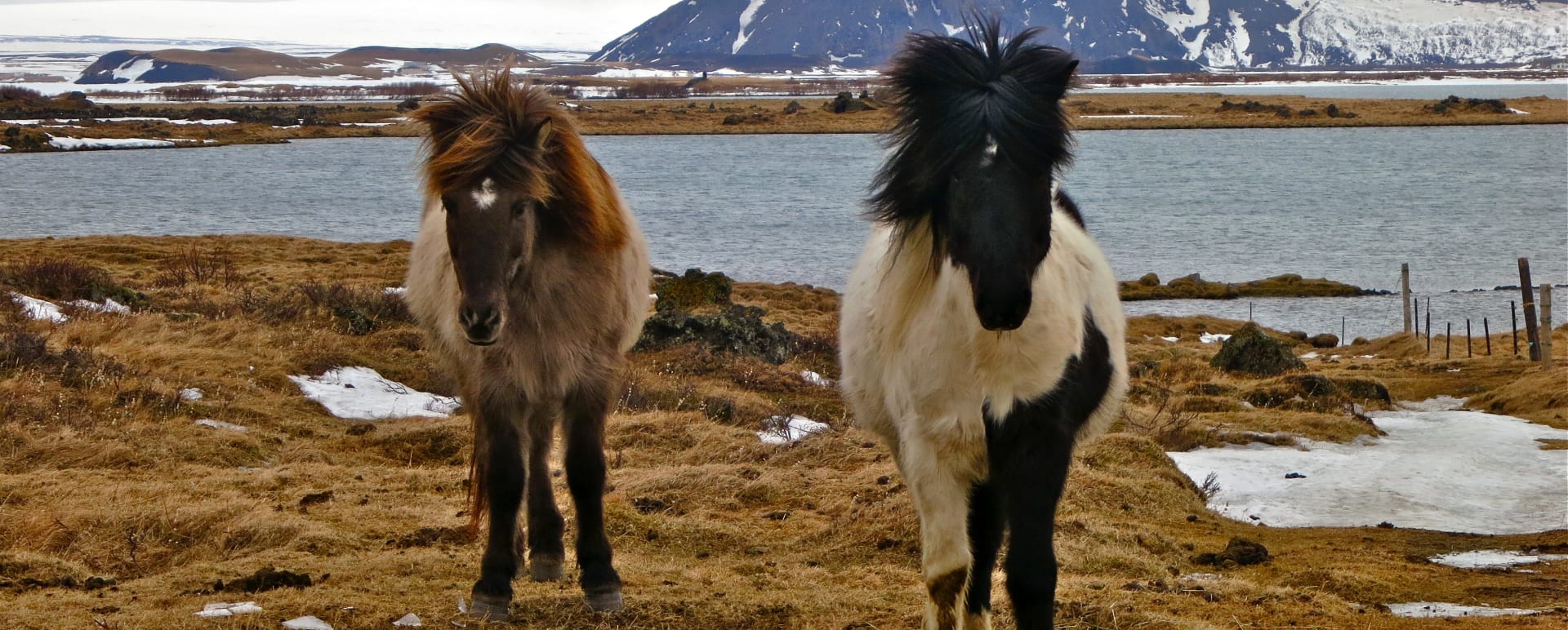 Horse Riding by Lake Myvatn