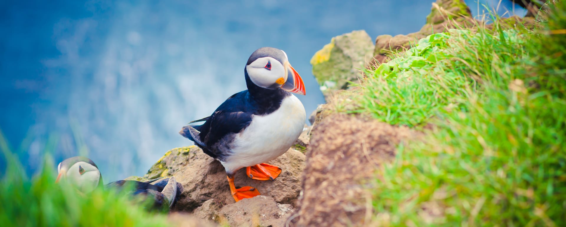 Puffin Tour