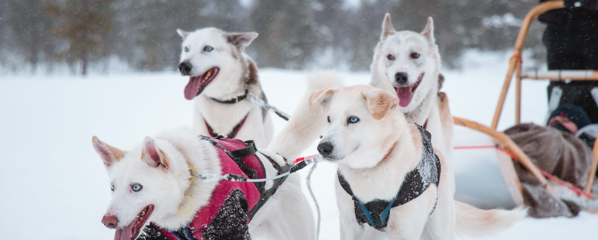 Siberian Husky Dog Sledding Adventure