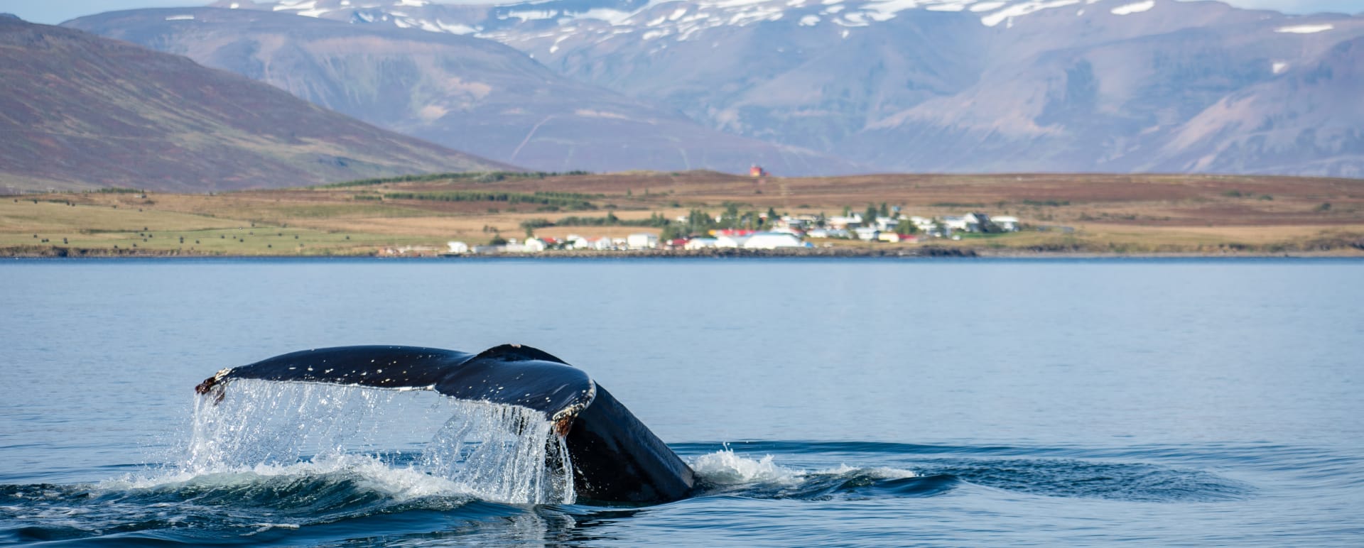 Whale Watching from Snaefellsnes