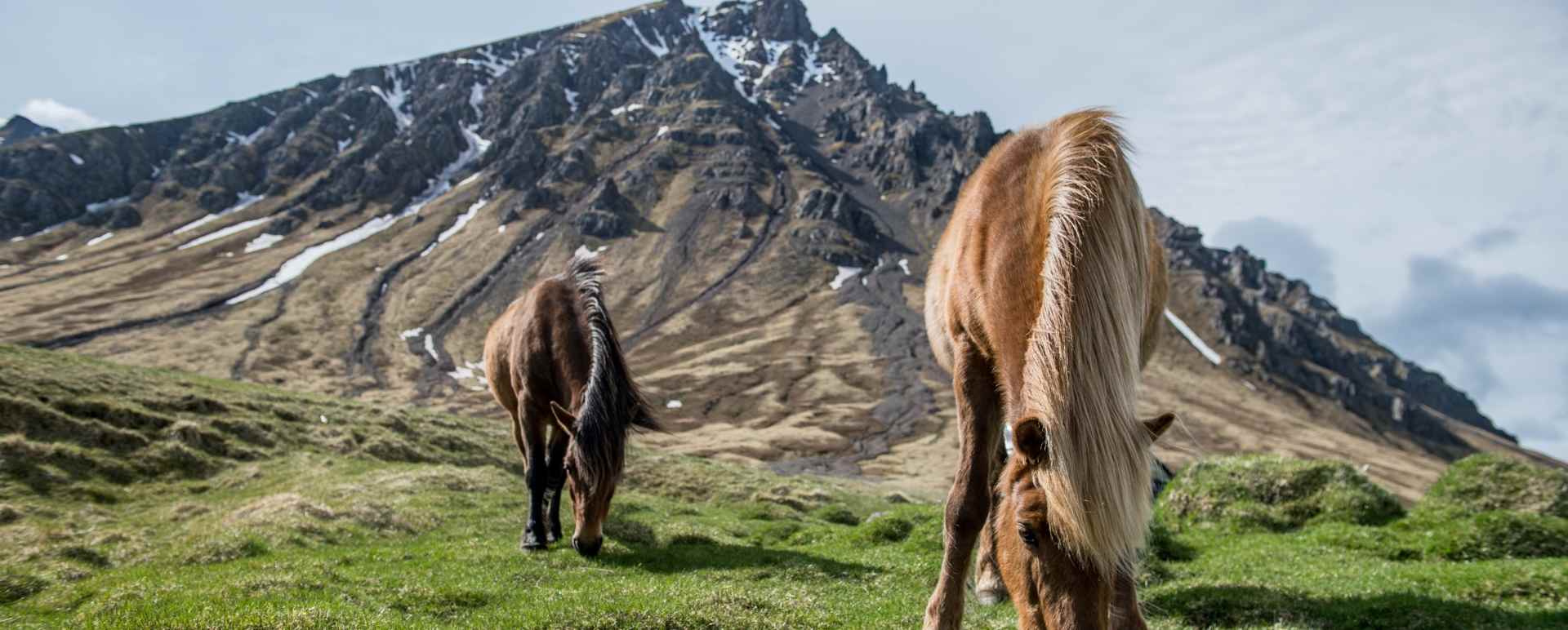 Icelandic horses 