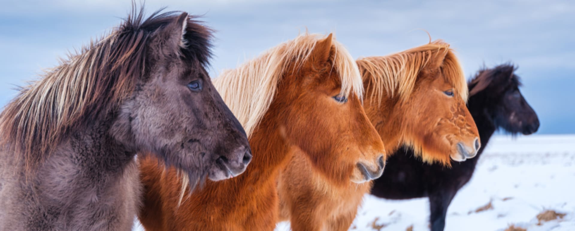 Horses 