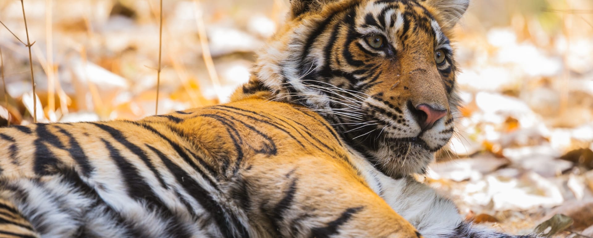 Tiger 