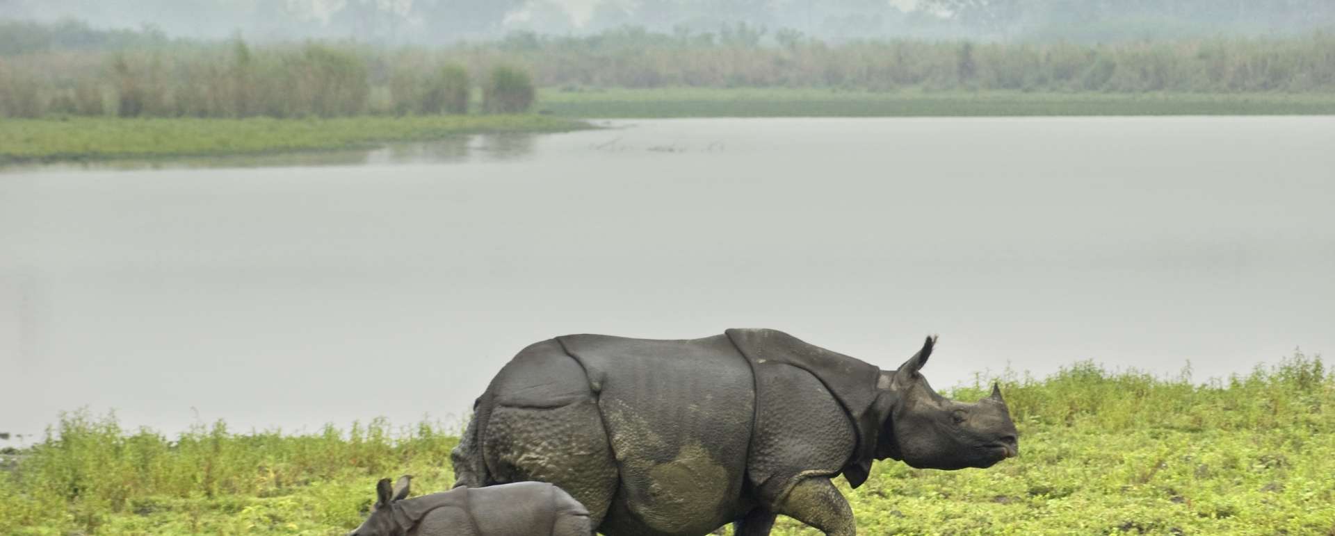 Rinos - Diphlu River Lodge