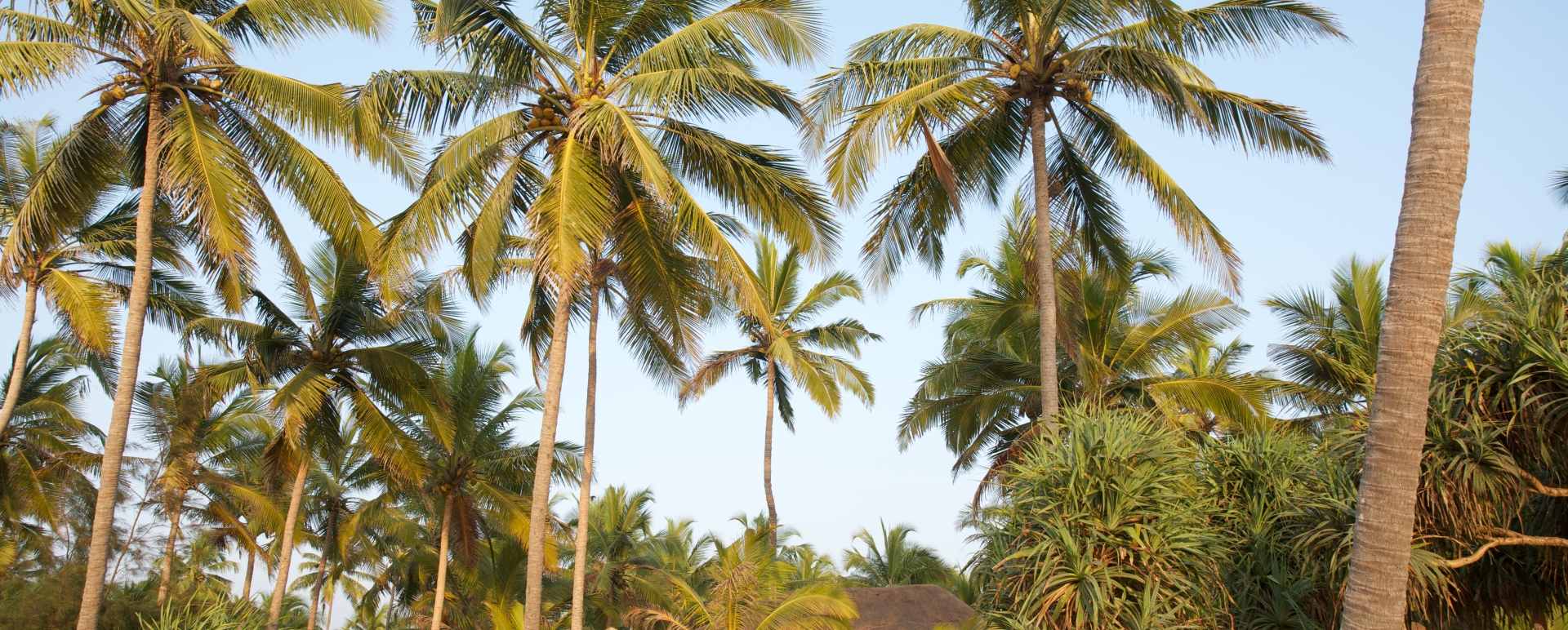 Grounds - Neeleshwar Hermitage