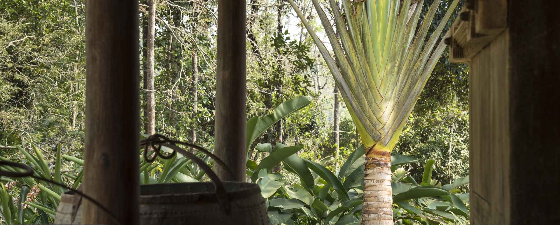 Nature - Rajakkad Estate