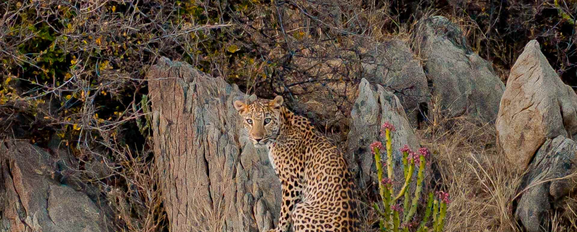 Leopard Siting - Rawla Naralai 