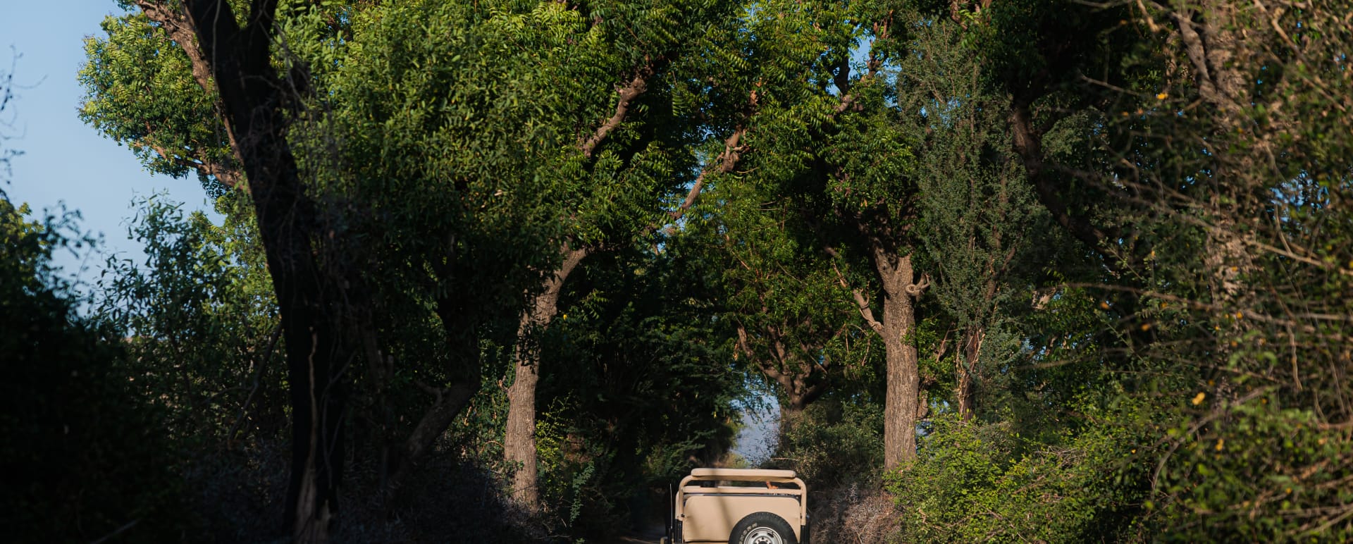 Leopard Safari - Rawla Narlai 