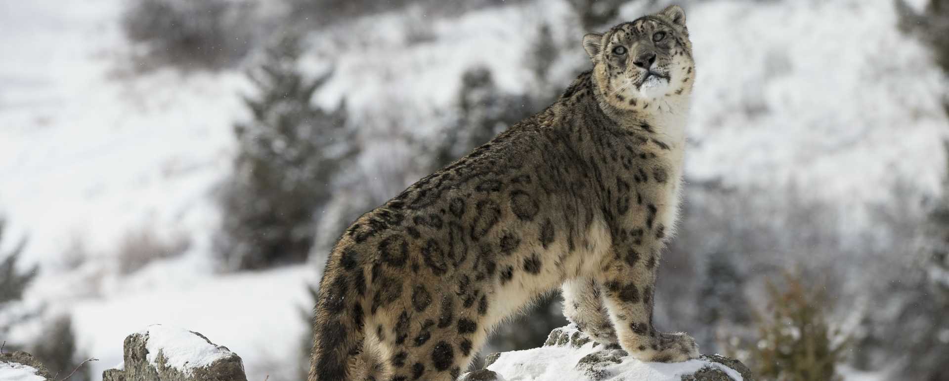 Snow Leopard - Snow Leopard Lodge