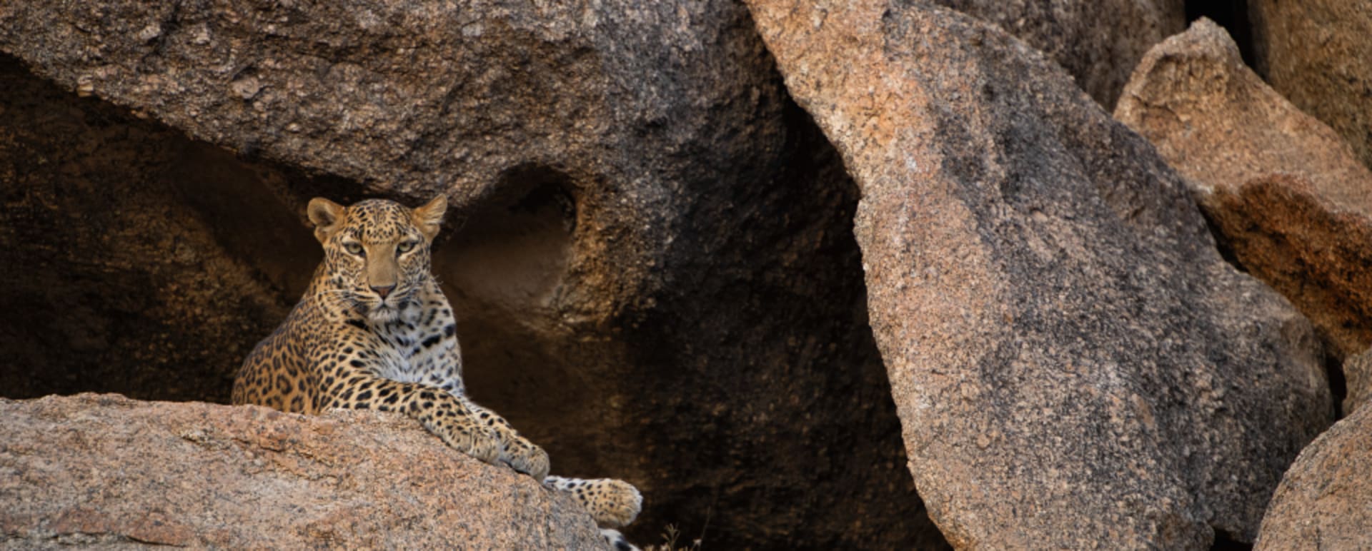 Wildlife Sighting  
