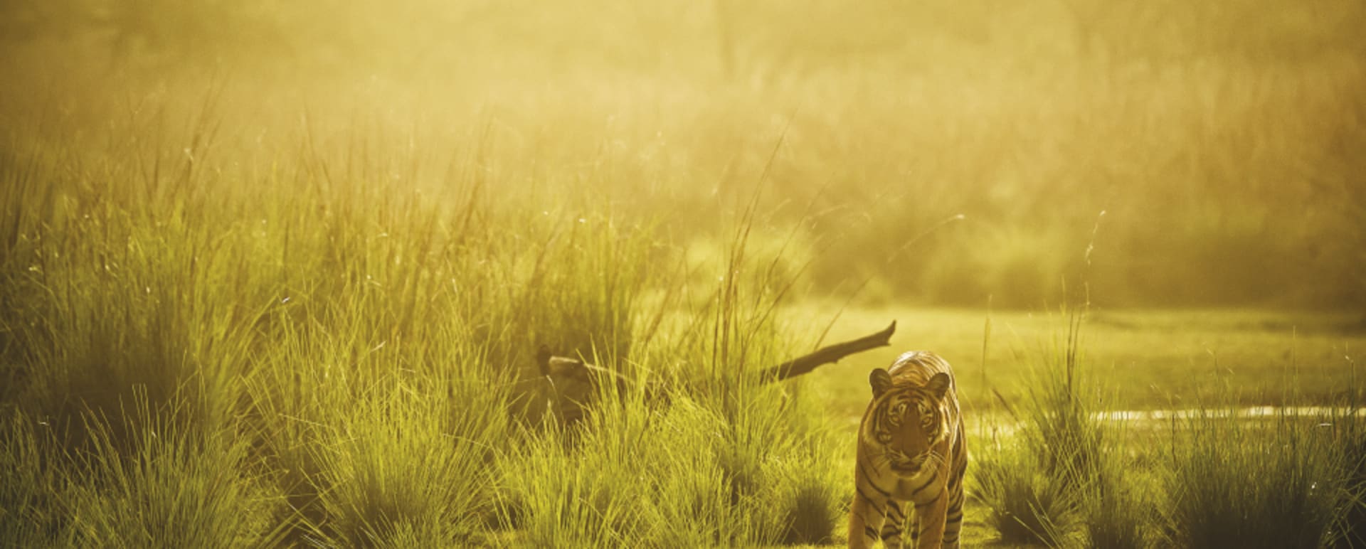 Tiger  
