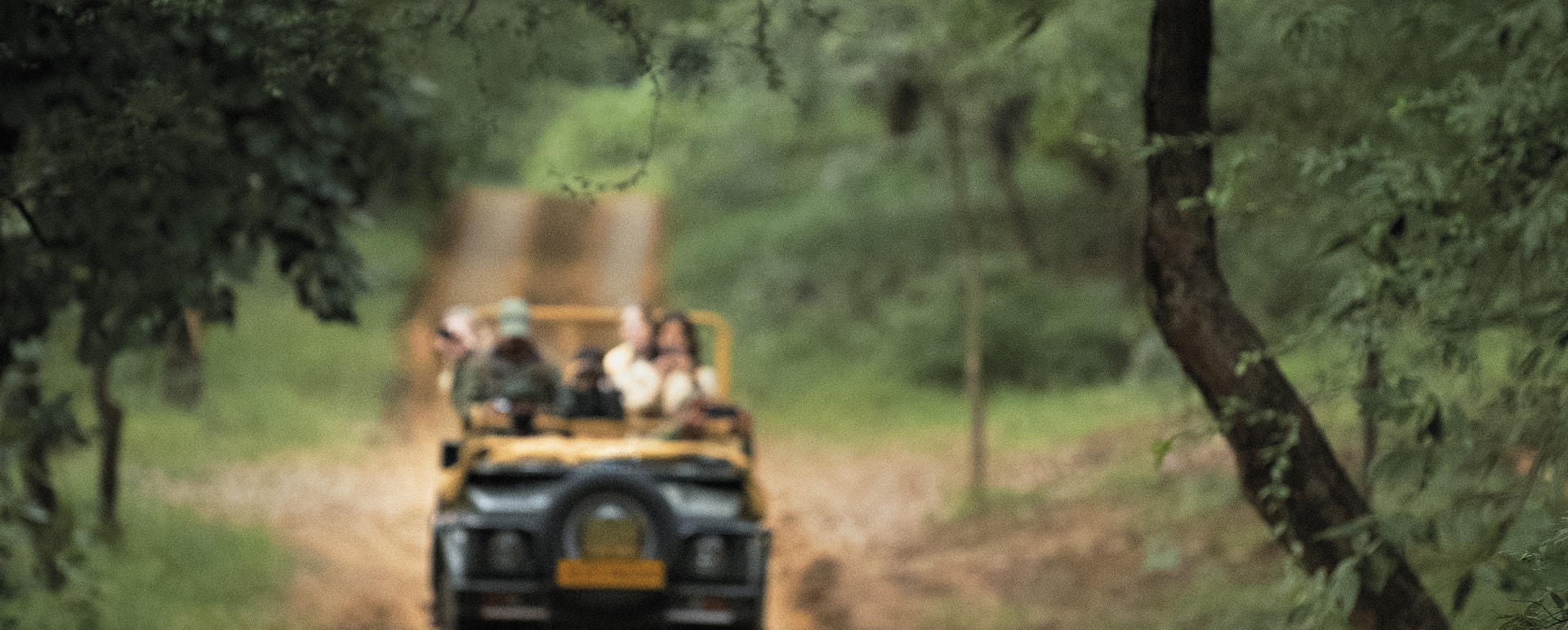 Safari 