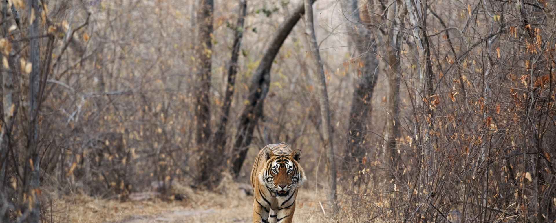 Tiger Tiger - Suján Sher Bagh