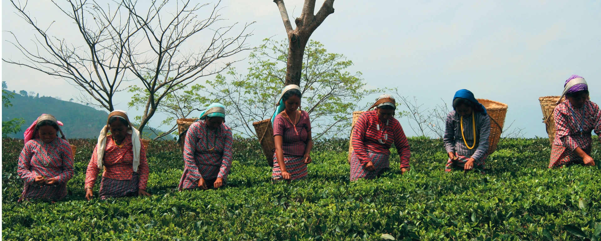 Tea Pickers - The Glenburn Tea Estate