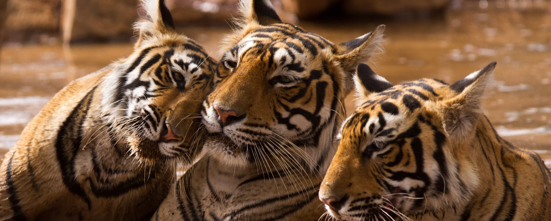 Tigers  