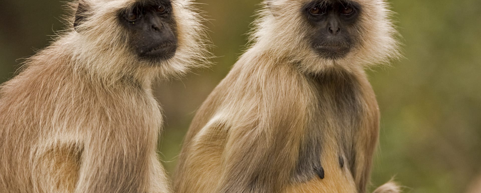 Monkeys  