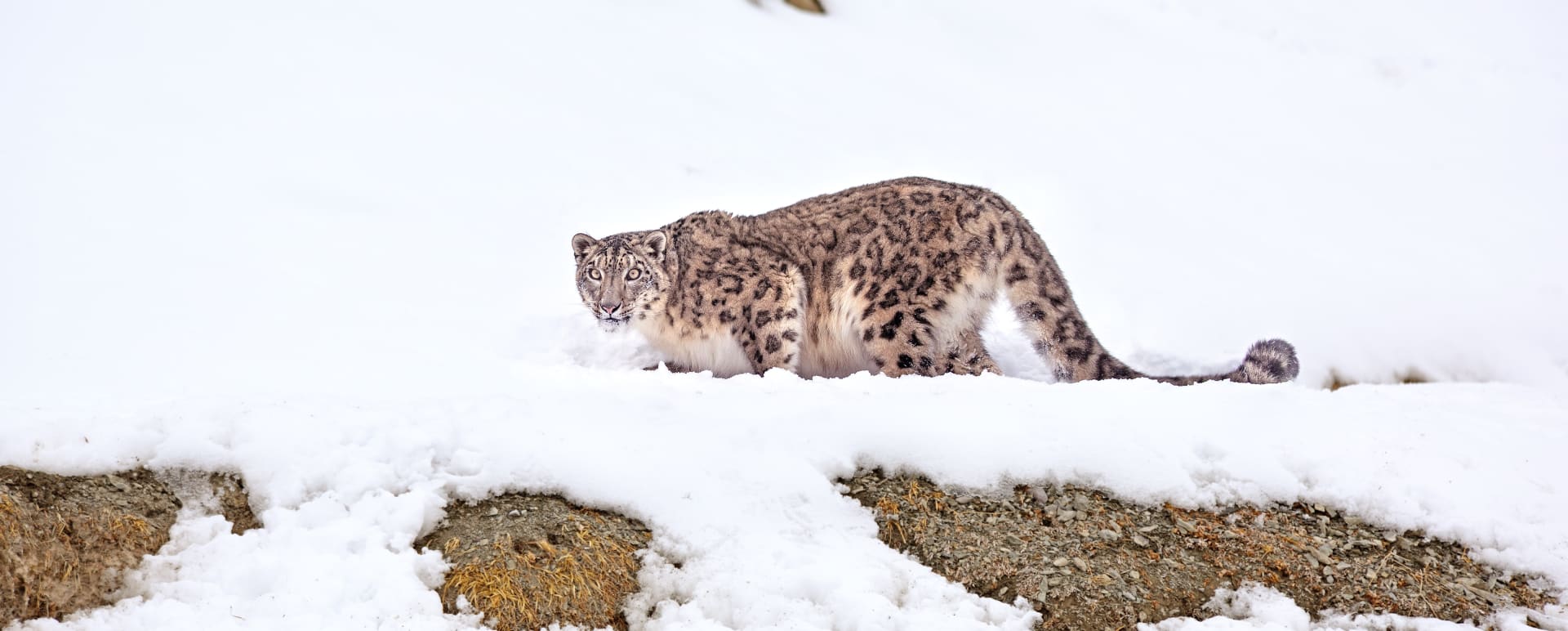 Iconic shot of snow leopard  