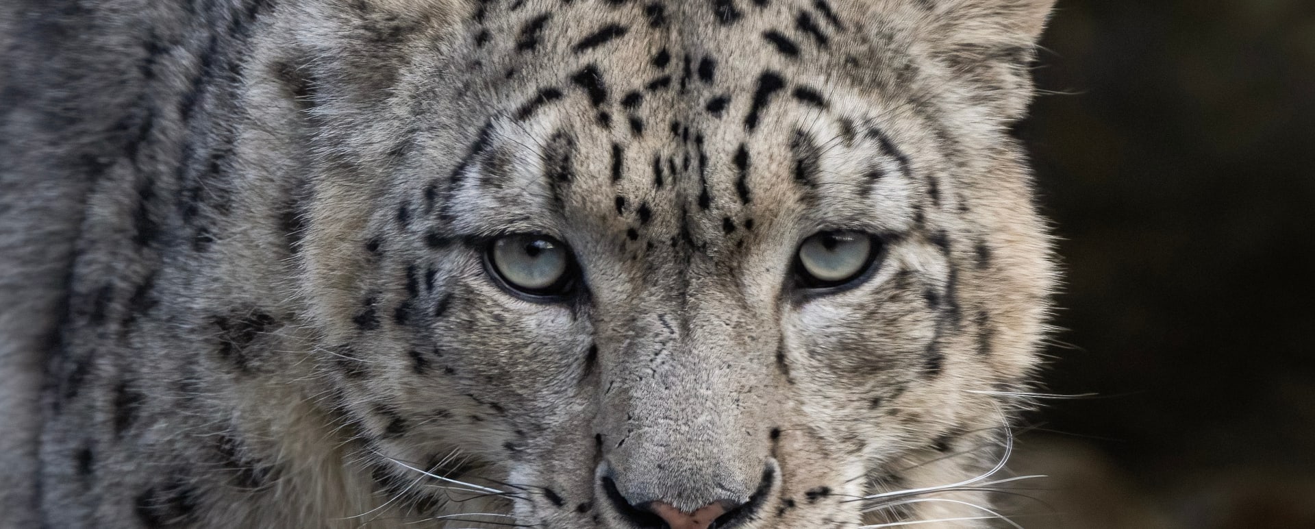 Close up  