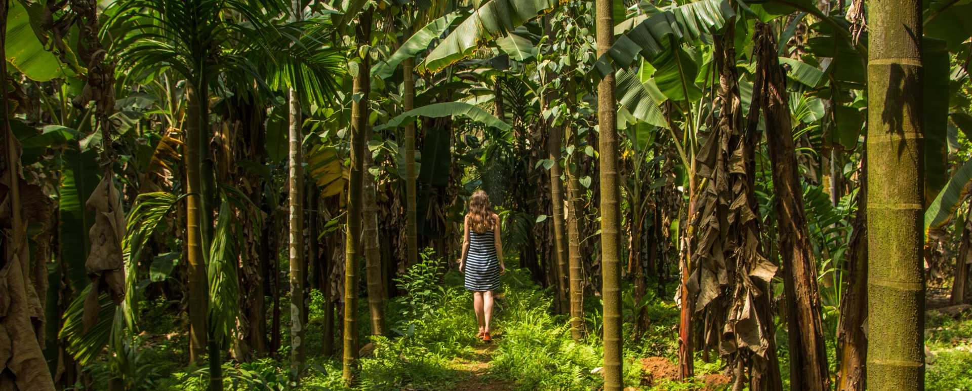 Spice Plantations - Kerala and the Maldives