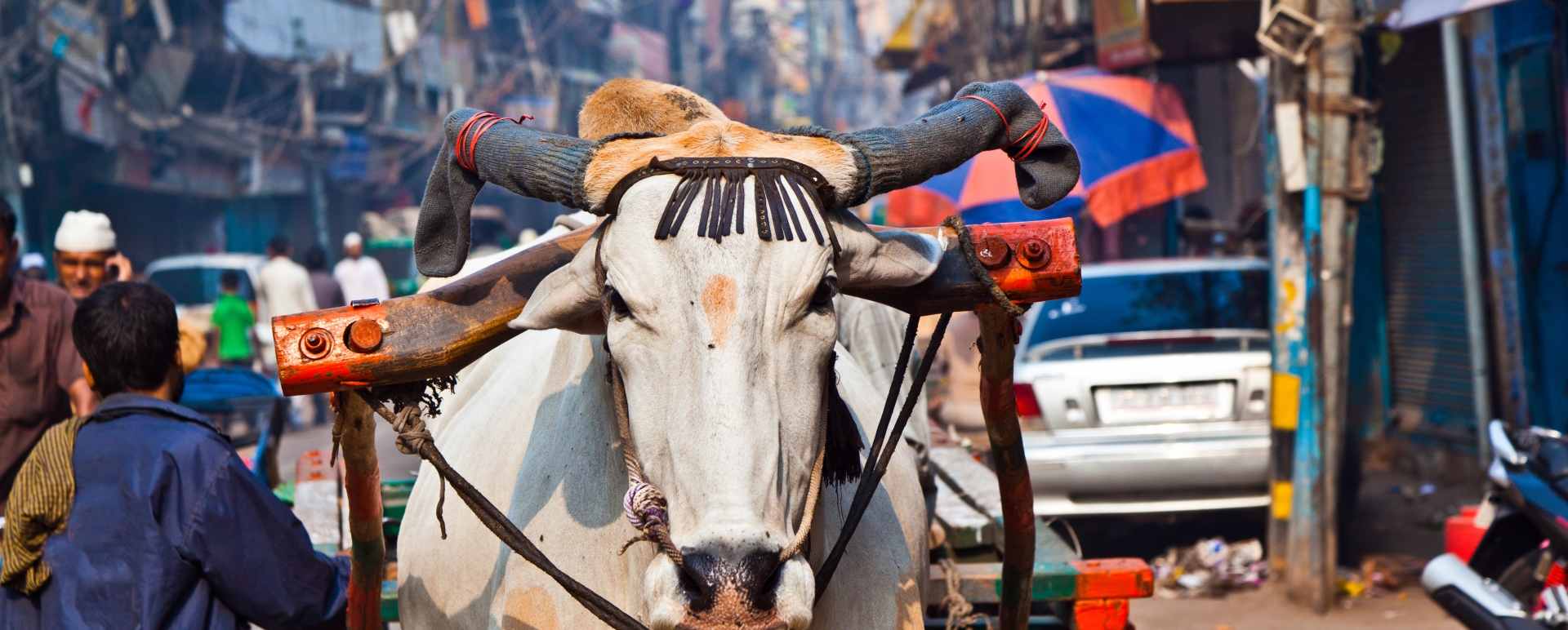 Daily Life - Delhi