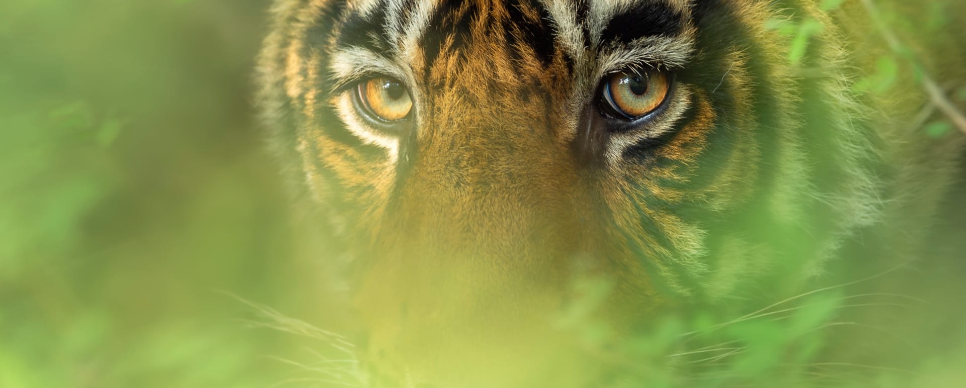 Tiger up close  
