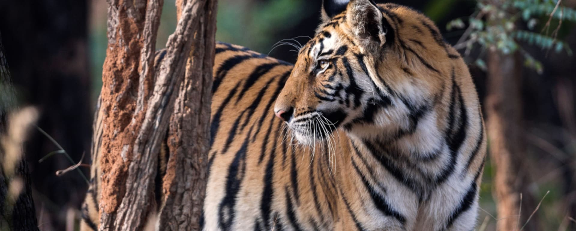 Tiger  