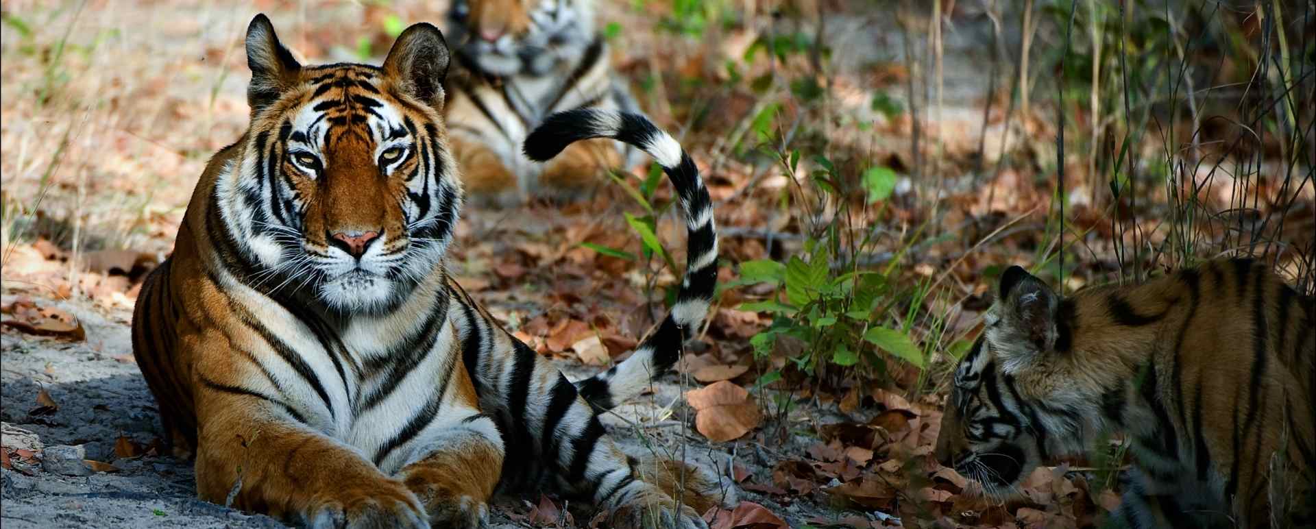 Wild India 
